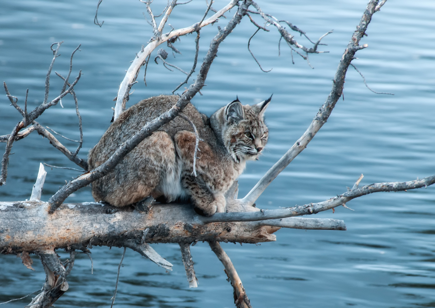 Bobcat on a Branch
