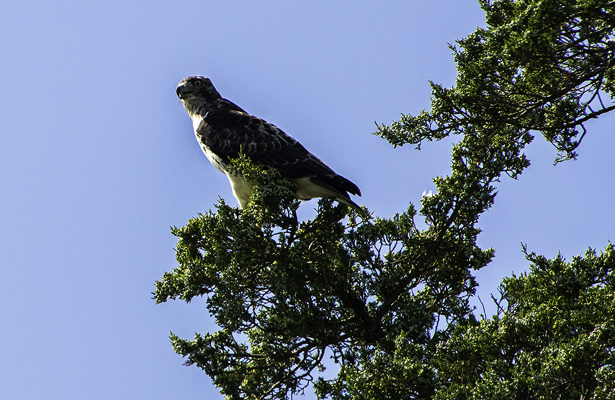 Red-tailed Hawk at Yorktown, VA