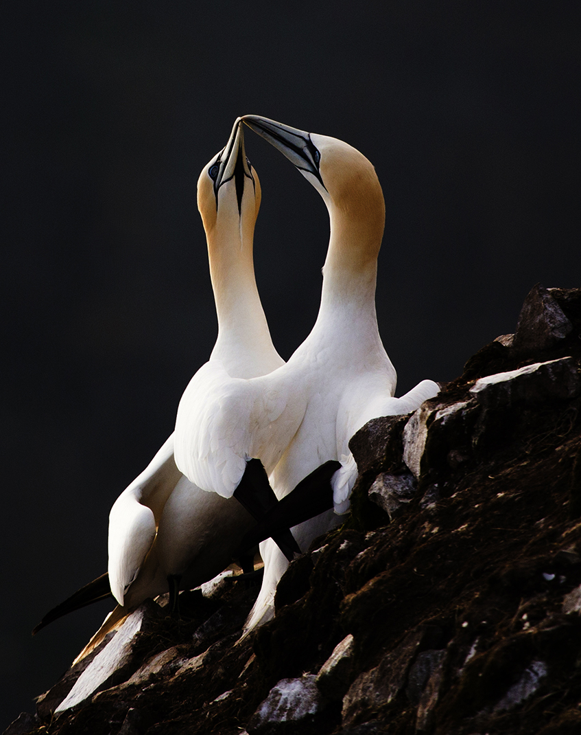 Gannets Kissing