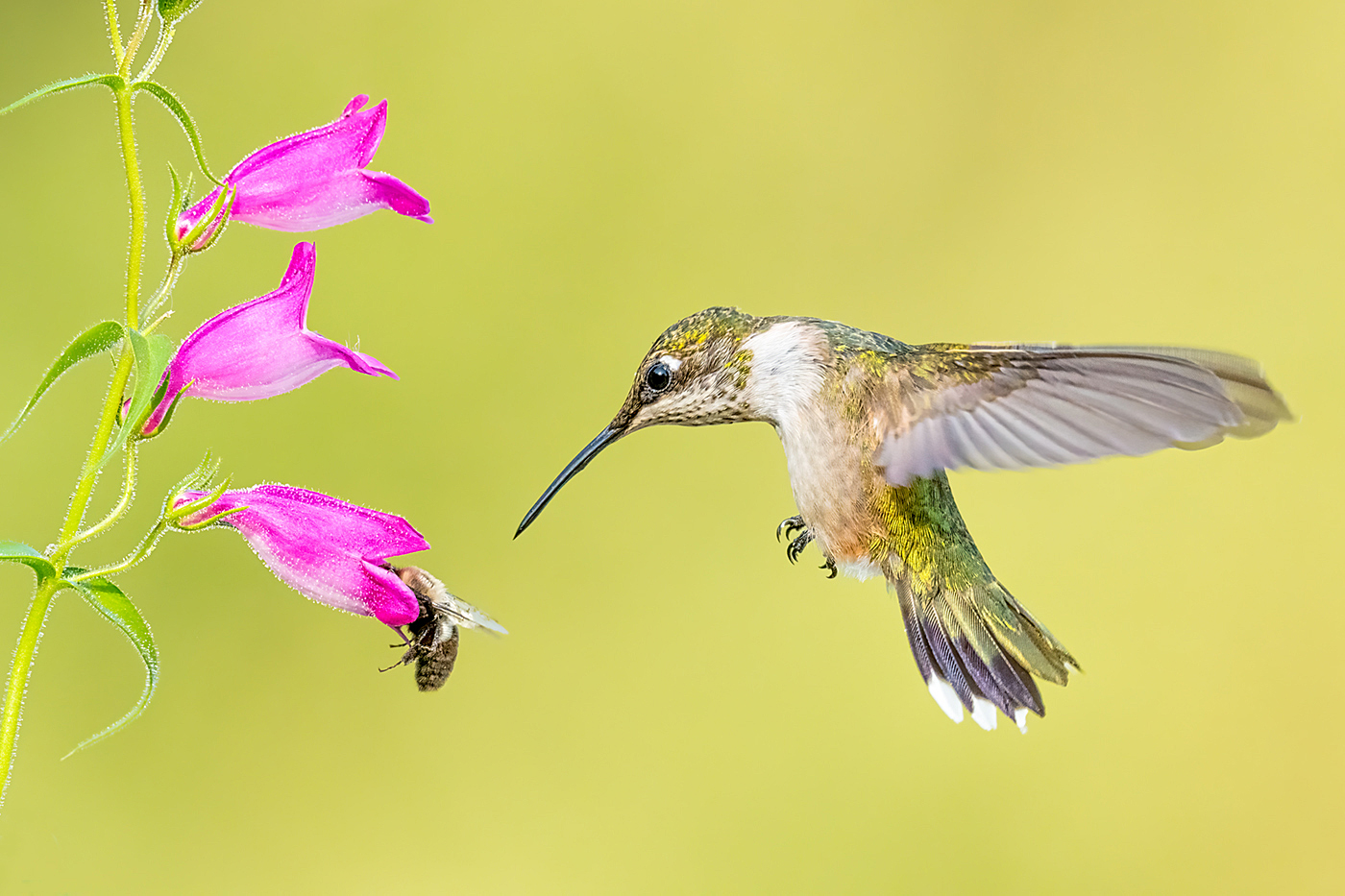 Hummingbird and Bee by Kathrin Swoboda