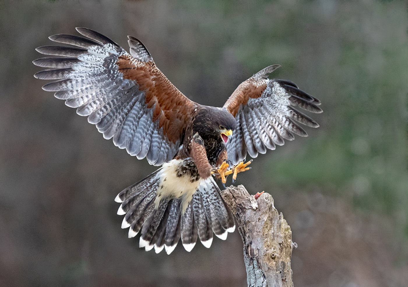 Red tail hawk by Chinh Tran