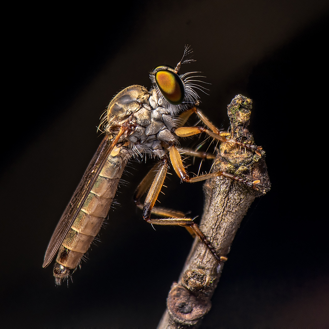 Robber Fly by Jim Turner