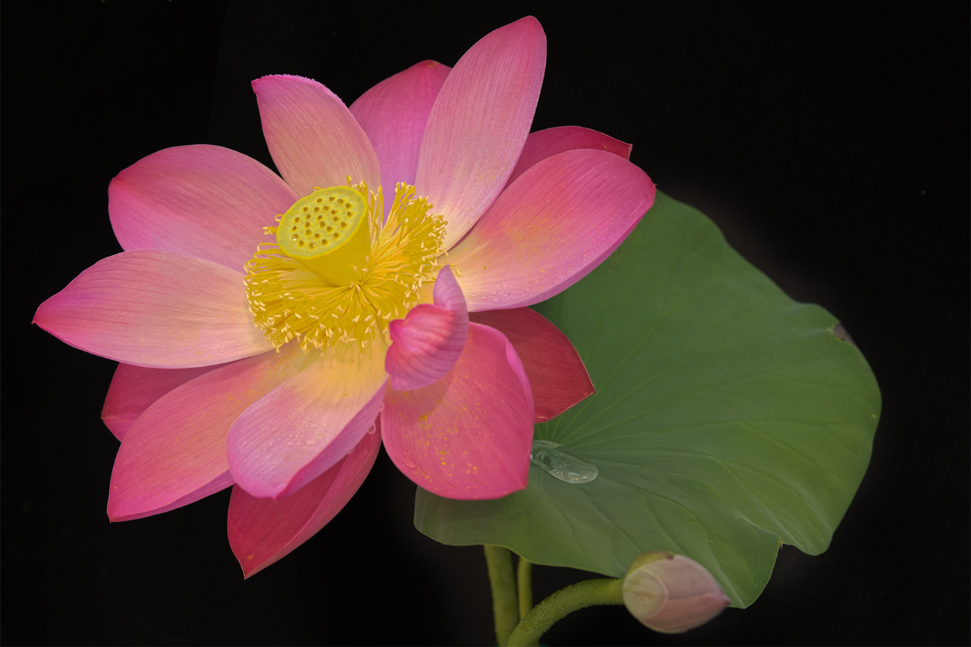 Lotus blooming A21-1 - by Huong-Hoa Nguyen